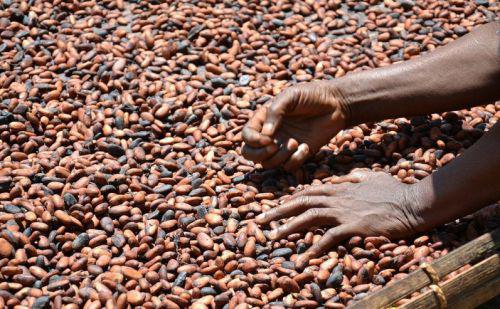 03/05/16 Olam prédit le déficit mondial en cacao le plus important depuis 1980